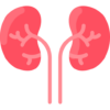 kidneys